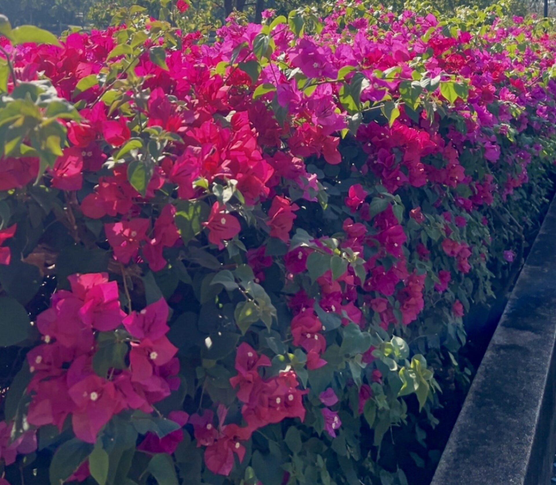 Cropped IMG 1226 1